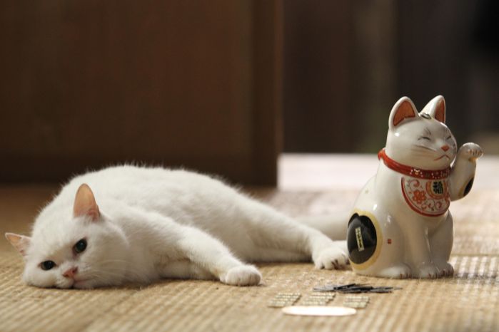 萌貓發威【貓侍 電影版】破紀錄 光點台北連續七場完售 好評加映！台中華威影城7月11日起上映！