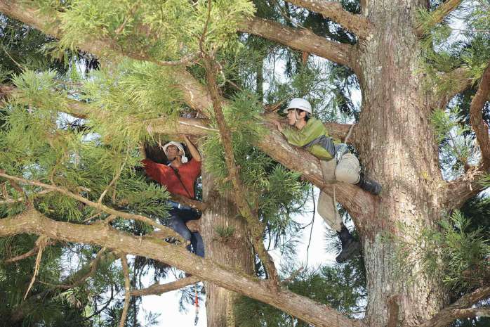 【哪啊哪啊~神去村】獲富川奇幻影展NETPAC大獎 全片實景拍攝呈現林木業真實樣貌
