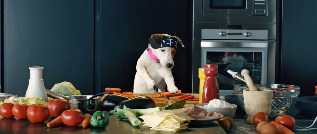 幫主人簽中頭彩！　《百萬樂透狗》人氣財氣強強滾