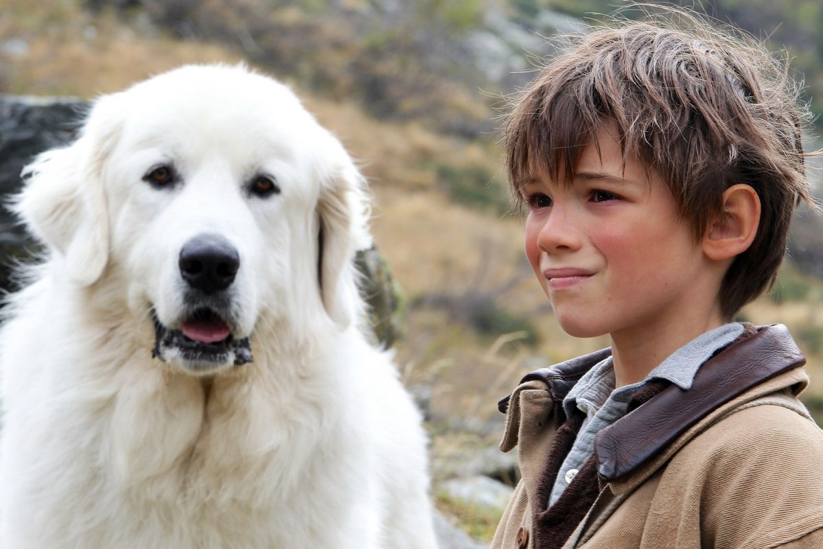 《靈犬雪麗》萌狗絕搭小正太  人狗情誼溫馨百分百