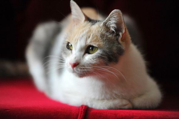 明星貓咪Drop挑大樑演出【老師與流浪貓】 尾形一成大讚超有巨星風範